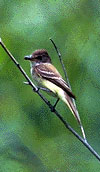 Little willow flycatcher
