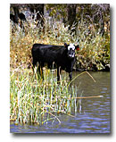 Cow drinking from the Pit River.