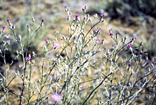 The seedheads of squarrose knapweed fall off the plant and disperse seeds soon after they mature in the late summer.