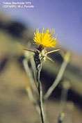 Spiny yellow flowers of yellow starthistle are located on the tips of spreading branches.