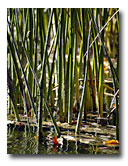 Reeds grow along the side of the river.