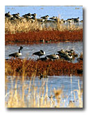 Geese resting on the islands of Modoc National Wildlife Refuge.