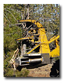 A special machine saws off overpopulated juniper.