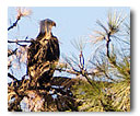 A bald eagle rests in a ponderosa tree.